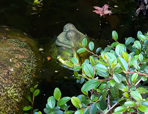 490x380_Garten_Teich_Frosch