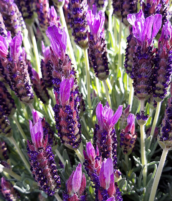 600x700_Garten_Lavendel