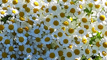 weiß gelbe Blühten