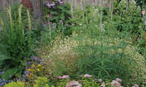 garten-bepflanzen-blumen